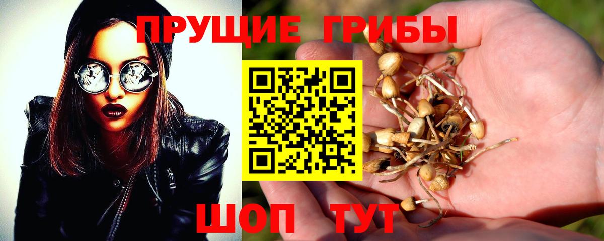 Псилоцибиновые грибы Cubensis Энгельс